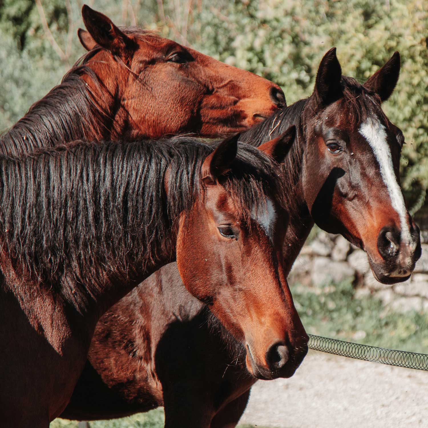 Corsale_country_house_horse_experience